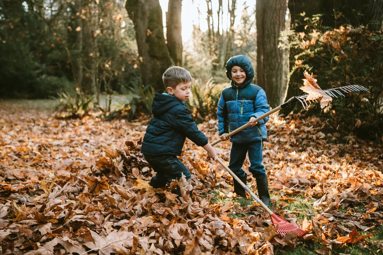 A Pair of Boys Raking Up the Autumn Leaves in La Plata