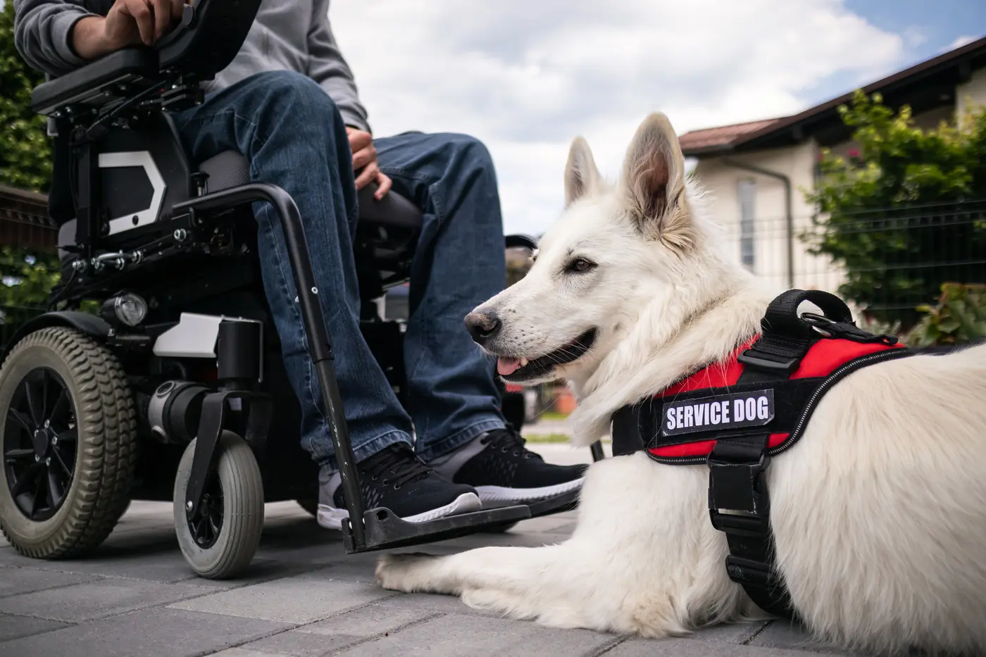 Man with disability and his service dog providing assistance. 
