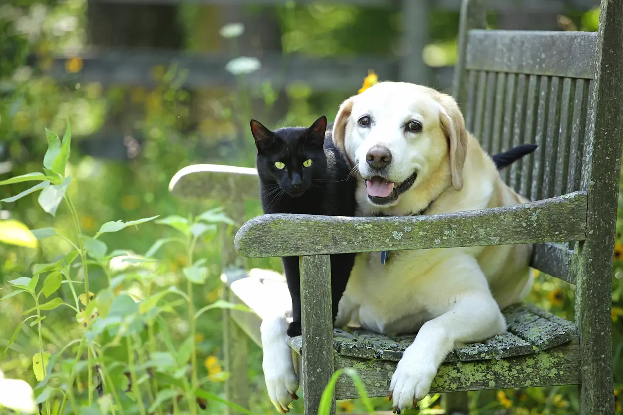 Adorable Cat and Dog Relaxing in a Pet-Friendly Garden