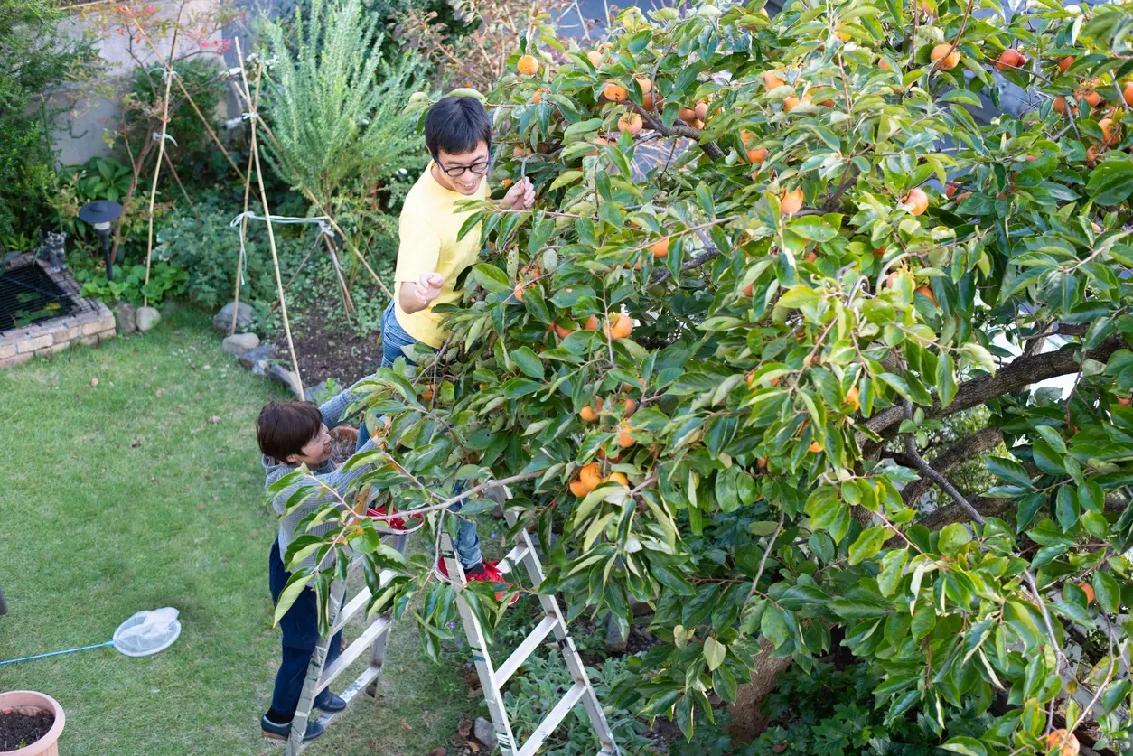 Two St. Mary's County Renters Picking Fruit Off A Tree In Their Yard