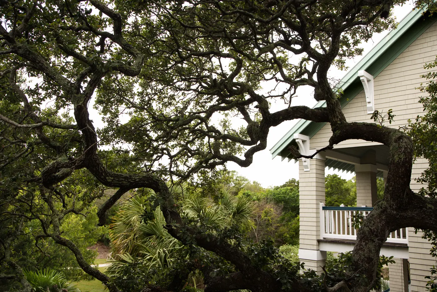 tree trimming rental home