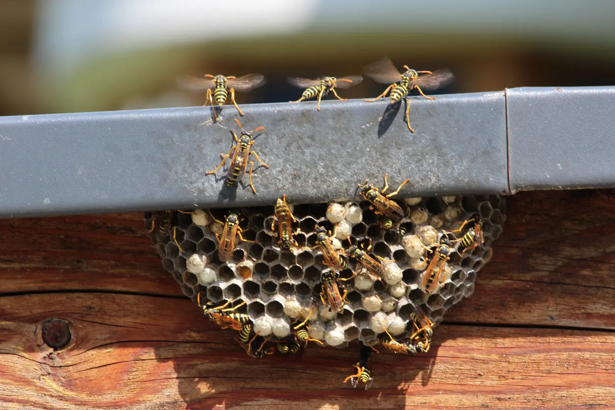Prince Frederick Wasp Nest on Home Exterior